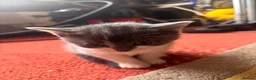 Mixed Breed cats for sale: 5 beautiful kittens  - Advert 12