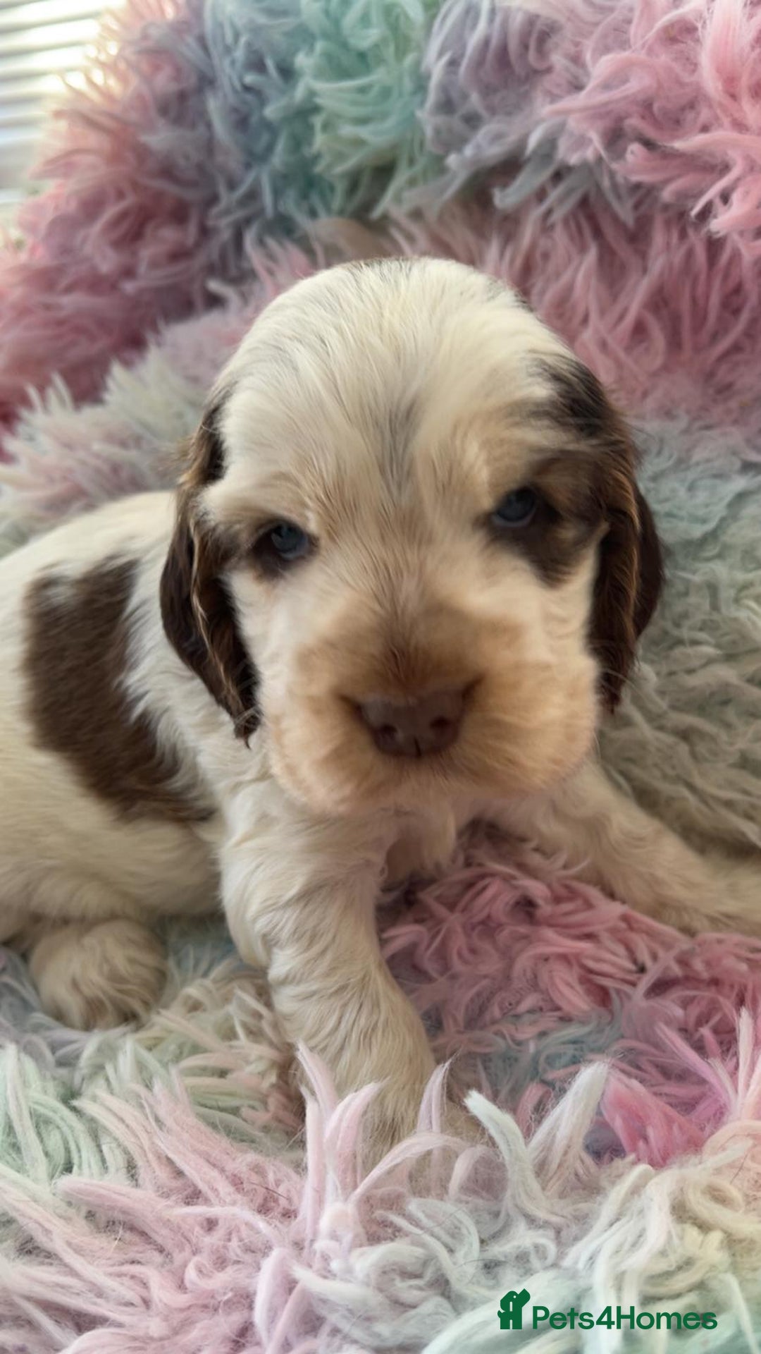 Cocker Spaniel dogs for sale: Champion Bloodlines KC Reg Show Cocker Spaniels - Advert 9