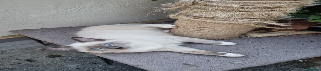 Ragdoll Kitten 1