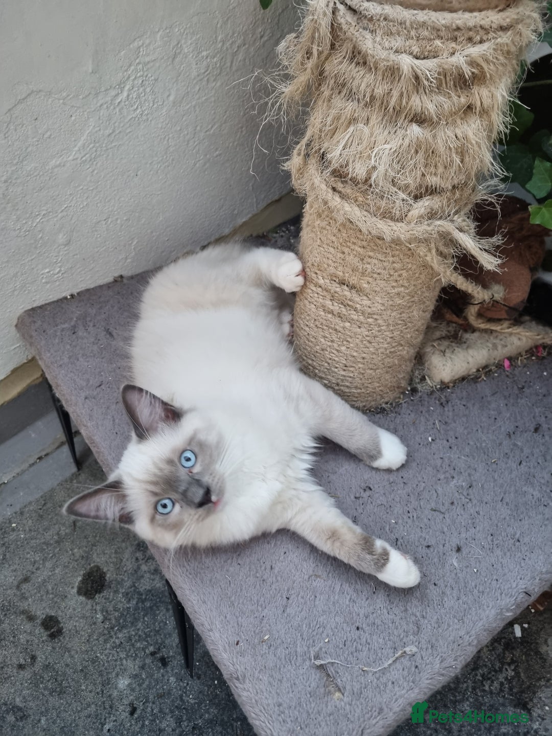 Ragdoll cats for sale: Ragdoll kittens  - Image 6