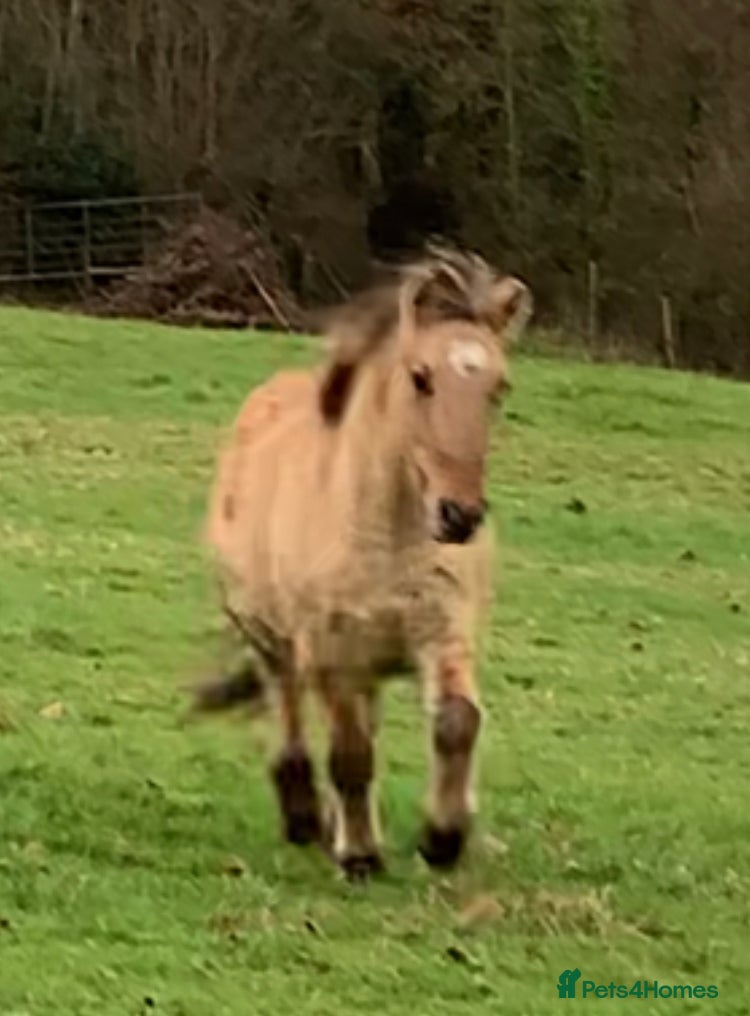 Dartmoor horses DHP DUN x2 - Advert 14