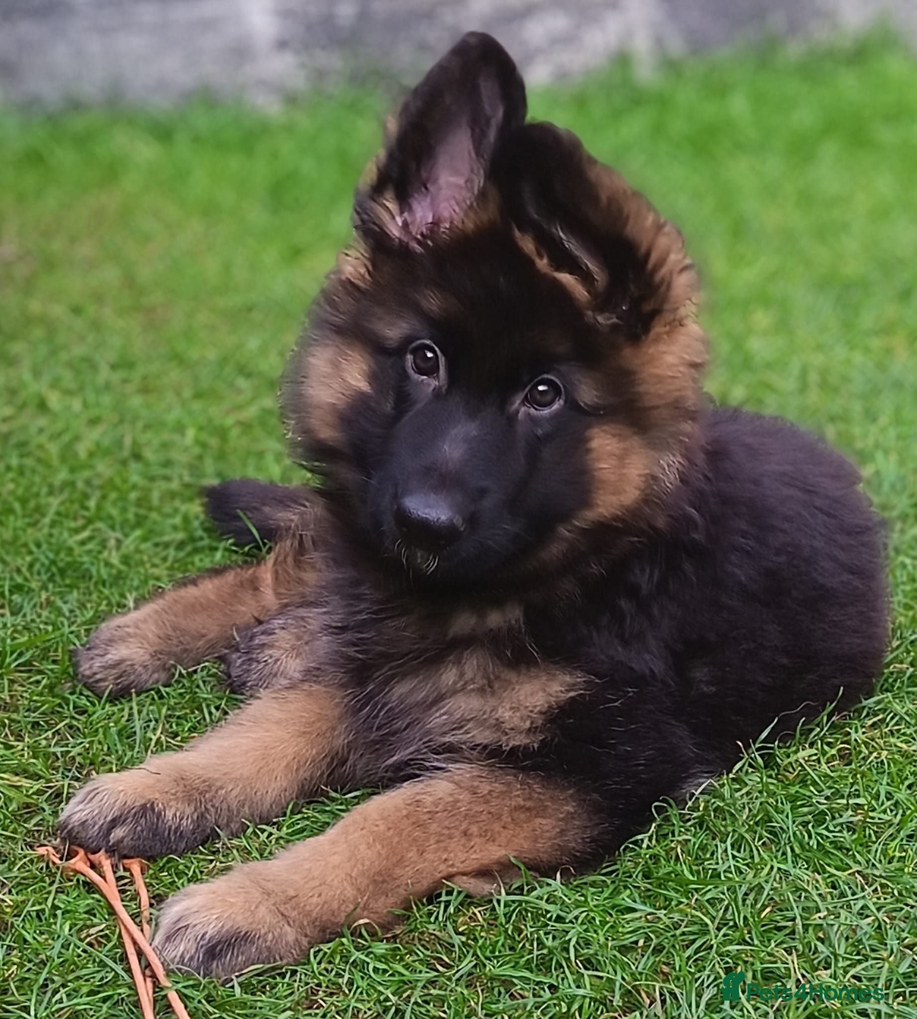 German Shepherd dogs KC PUPPIES FOR SALE - Advert 4