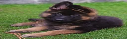 German Shepherd dogs for sale: KC PUPPIES FOR SALE - Advert 1