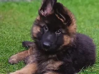 German Shepherd dogs KC PUPPIES FOR SALE - Advert 4