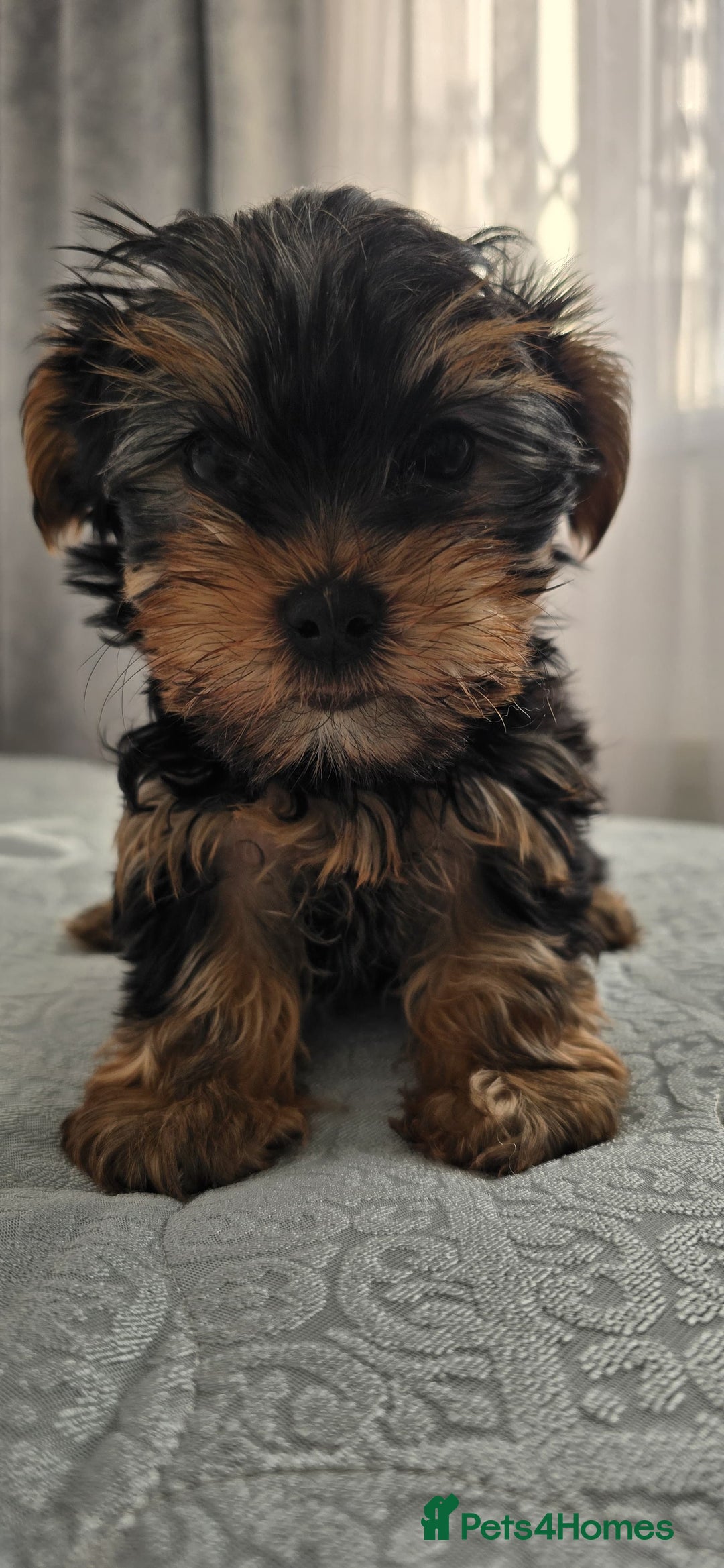 Yorkshire Terrier dogs for sale: Adorable Yorkie Puppies Ready 4 Their Forever Home - Advert 4