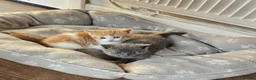 Mixed Breed cats for sale: Kittens for sale - Advert 4