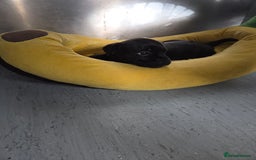 Staffordshire Bull Terrier dogs for sale: Kc registered Staffords  - Image 12