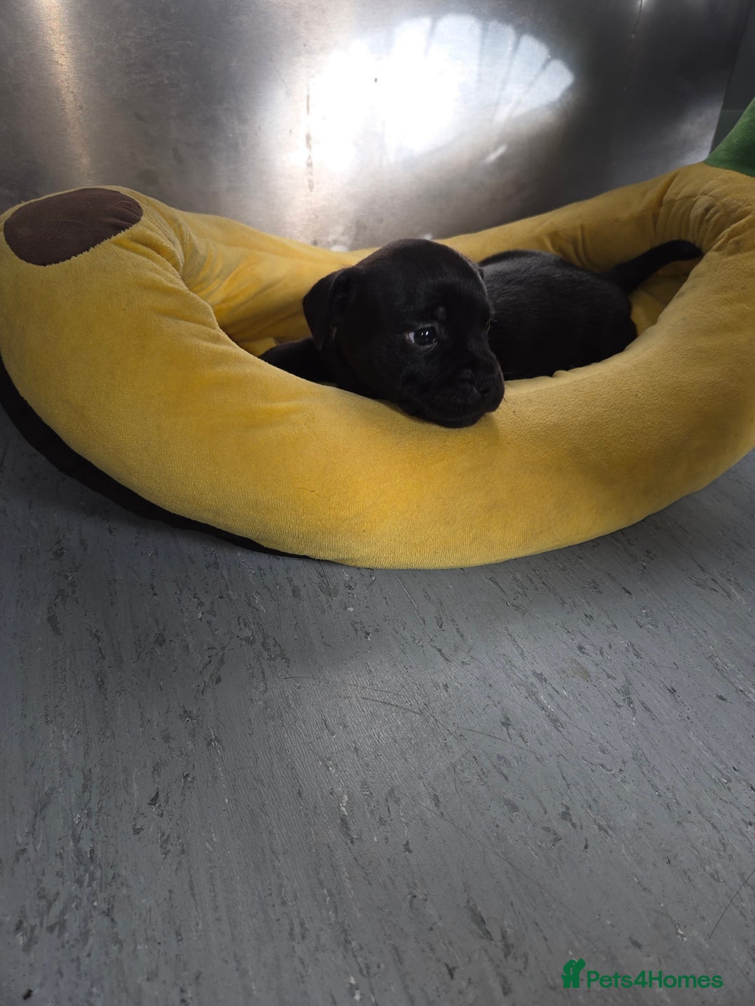 Staffordshire Bull Terrier dogs for sale: Kc registered Staffords  - Image 12