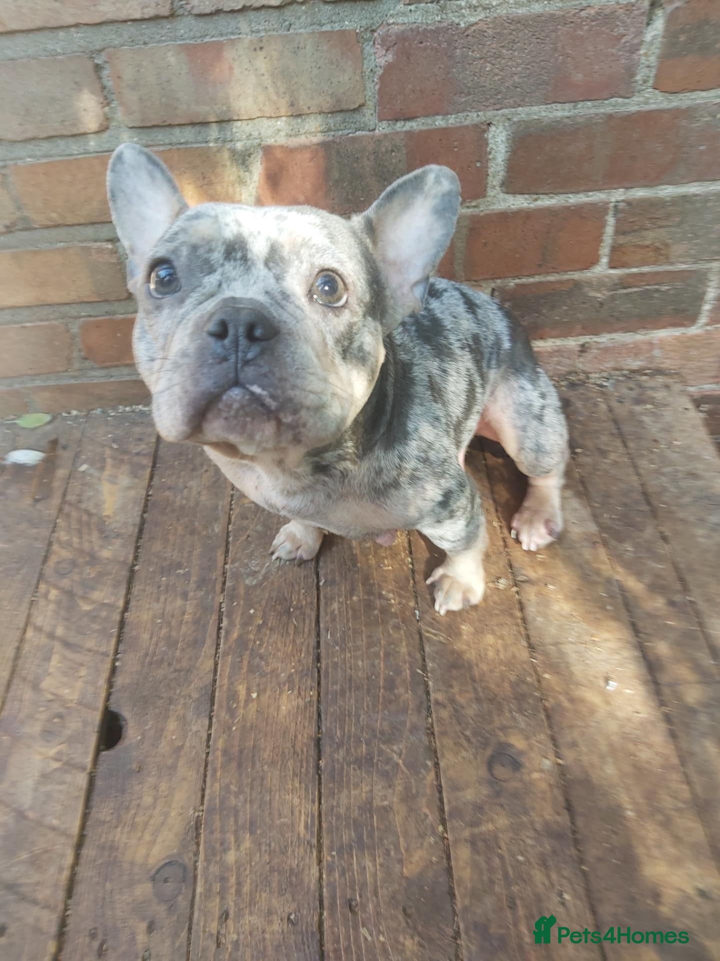 French Bulldog dogs 5 French bulldog puppies  - Advert 1