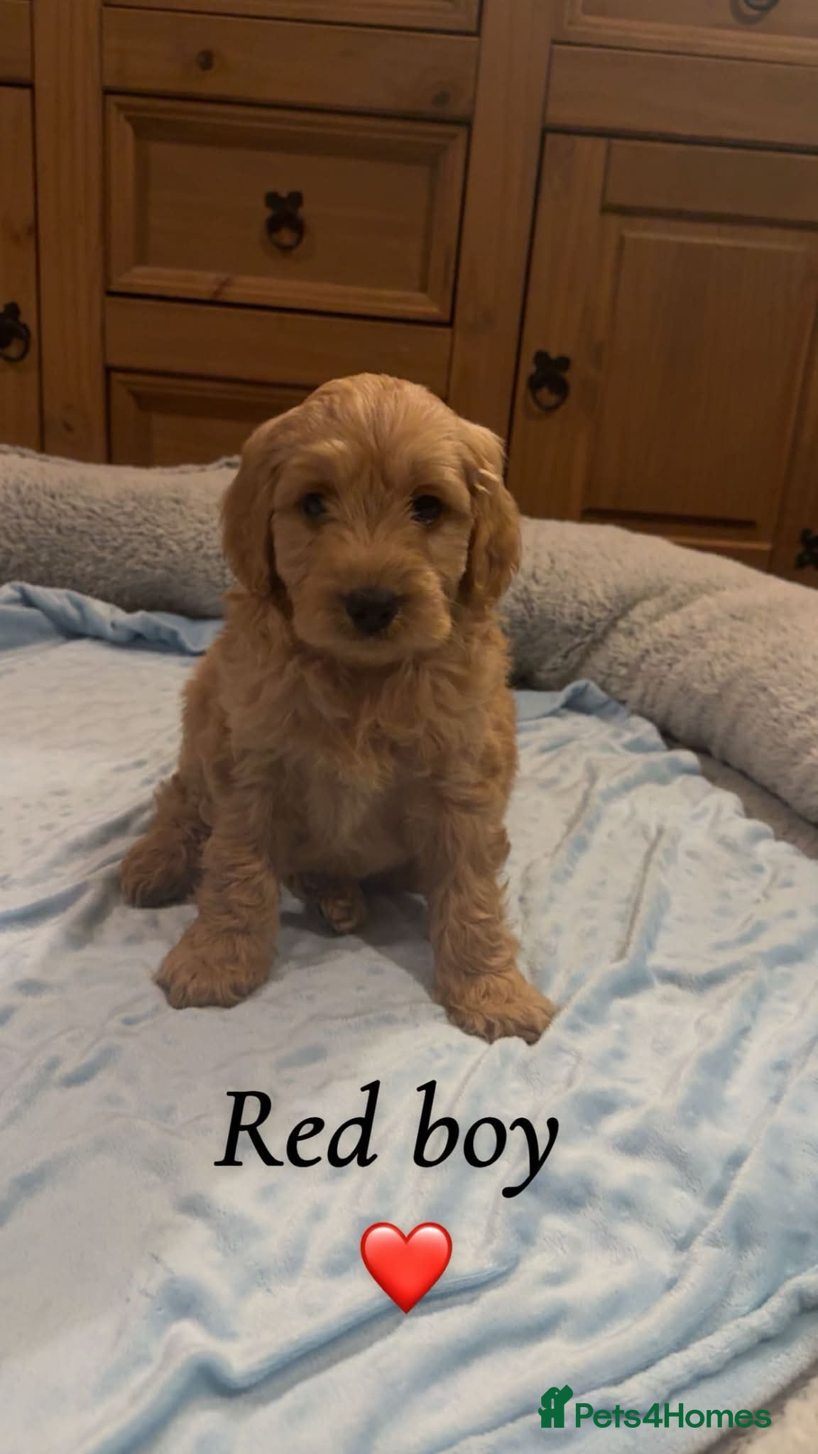 Cavapoo dogs Cavapoo puppies  - Advert 4