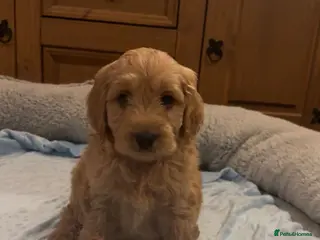 Cavapoo dogs Cavapoo puppies - Advert 1