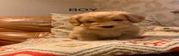 Cockapoo dogs for sale: Beautiful Cockapoo F1 Puppies  - Advert 17