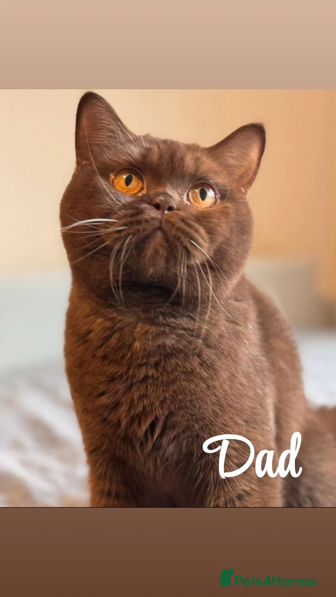 British Shorthair cats for sale: British Shorthair Babies - Advert 2