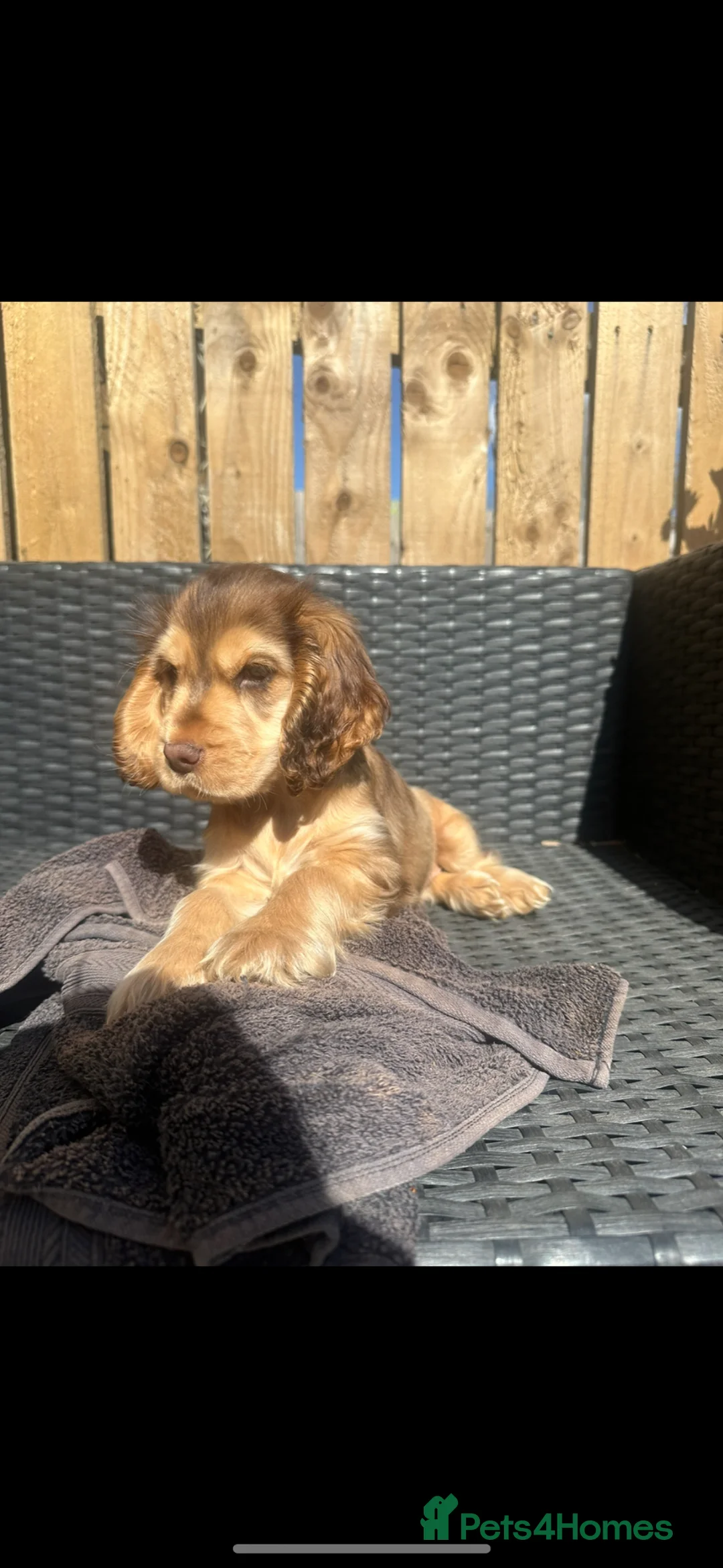 Cocker Spaniel dogs for sale: Stunning show cocker spaniel  - Advert 4