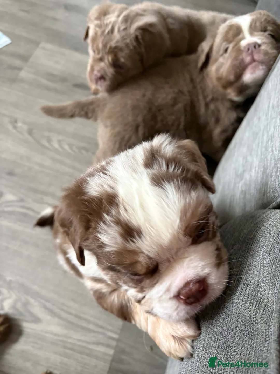 Olde English Bulldogge dogs for sale: 9 beautiful olde English bulldogge  - Advert 2