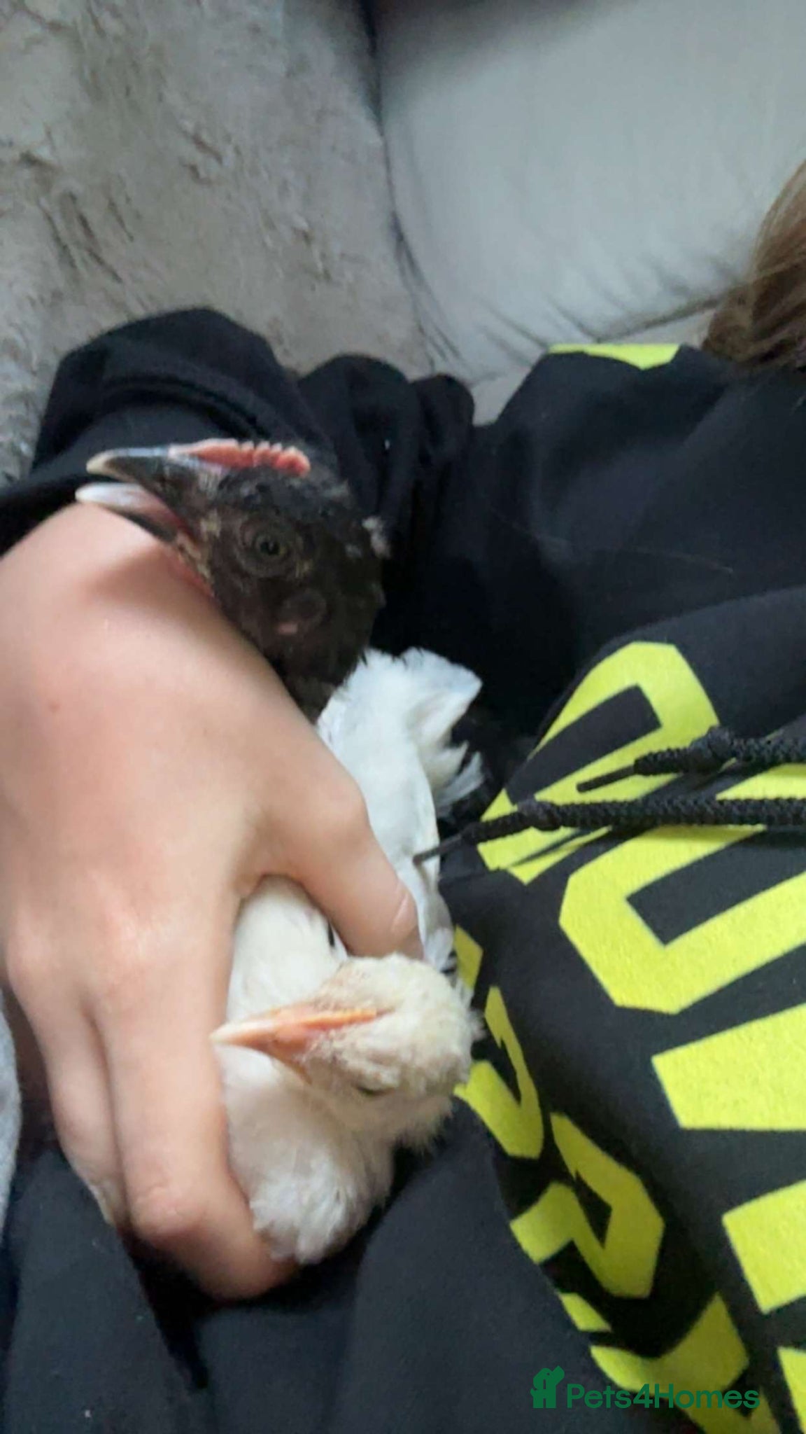 Chickens poultry for sale: Month Old Chickens For Sale ready to collect now - Advert 4
