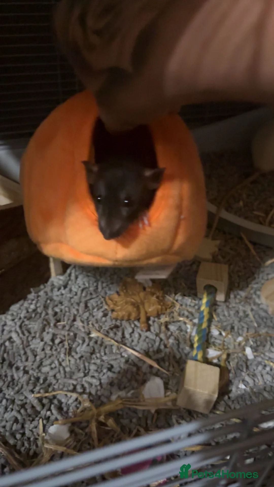 Rat rodents for sale: 6 female rats  - Advert 6