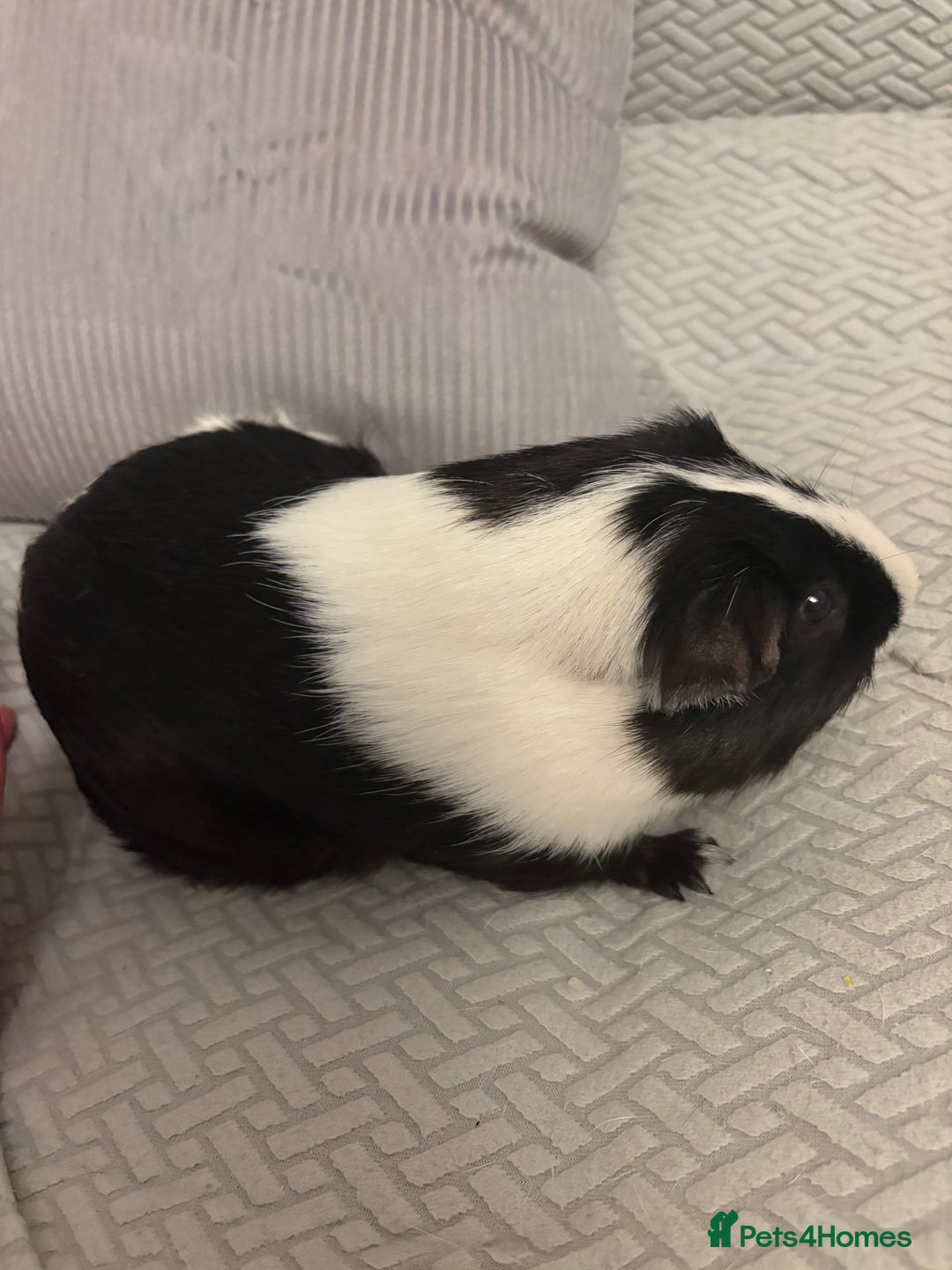 Guinea Pig rodents for sale: Guinea pig  - Advert 3