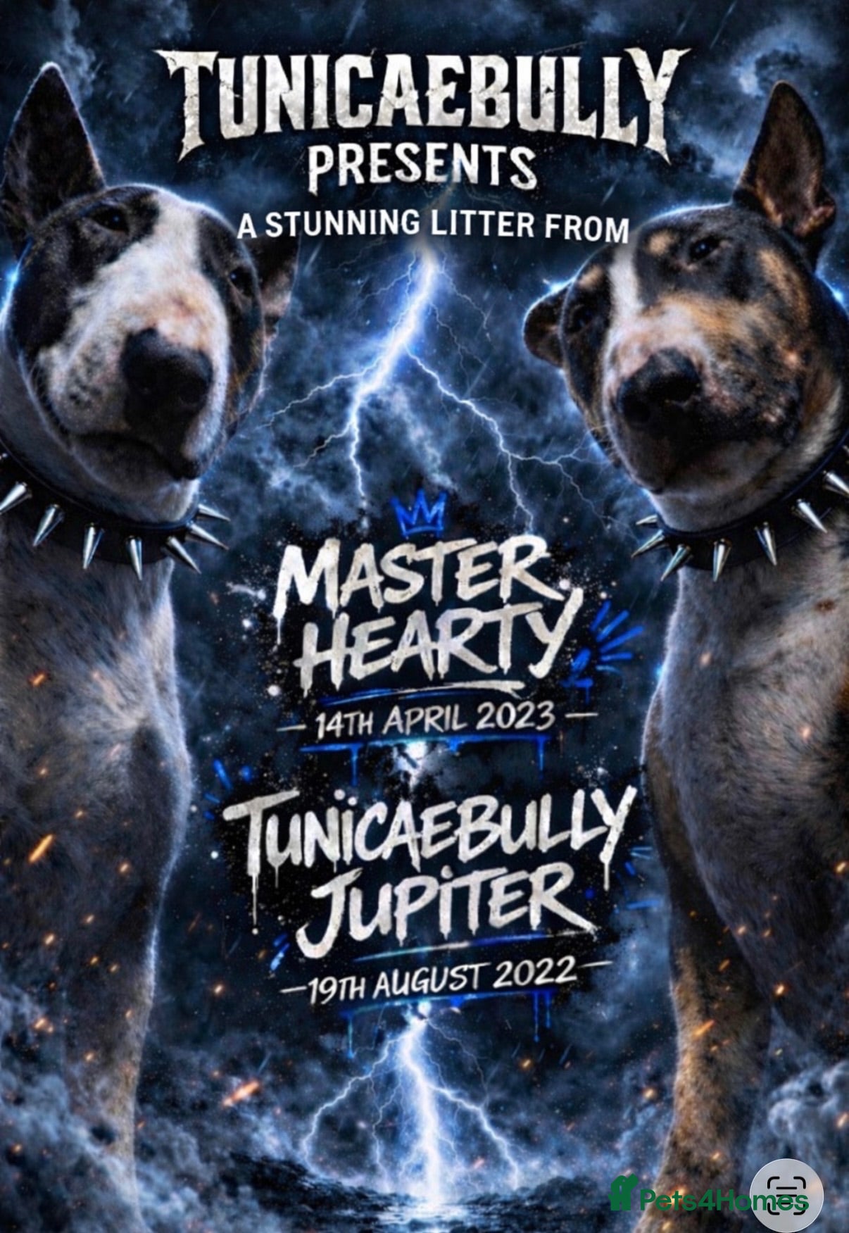 English Bull Terrier dogs Stunning English bull terrier pup one available  - Advert 14