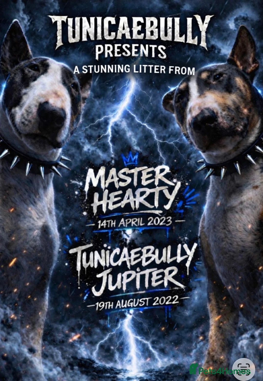 English Bull Terrier dogs for sale: Stunning English bull terrier pup one available  - Advert 1
