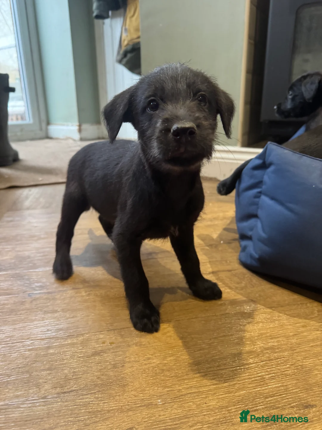 Mixed Breed dogs for sale: Labrador X lurcher  - Advert 6