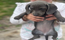 Dachshund dogs for sale: Isabella blue dachshund puppies  - Image 5