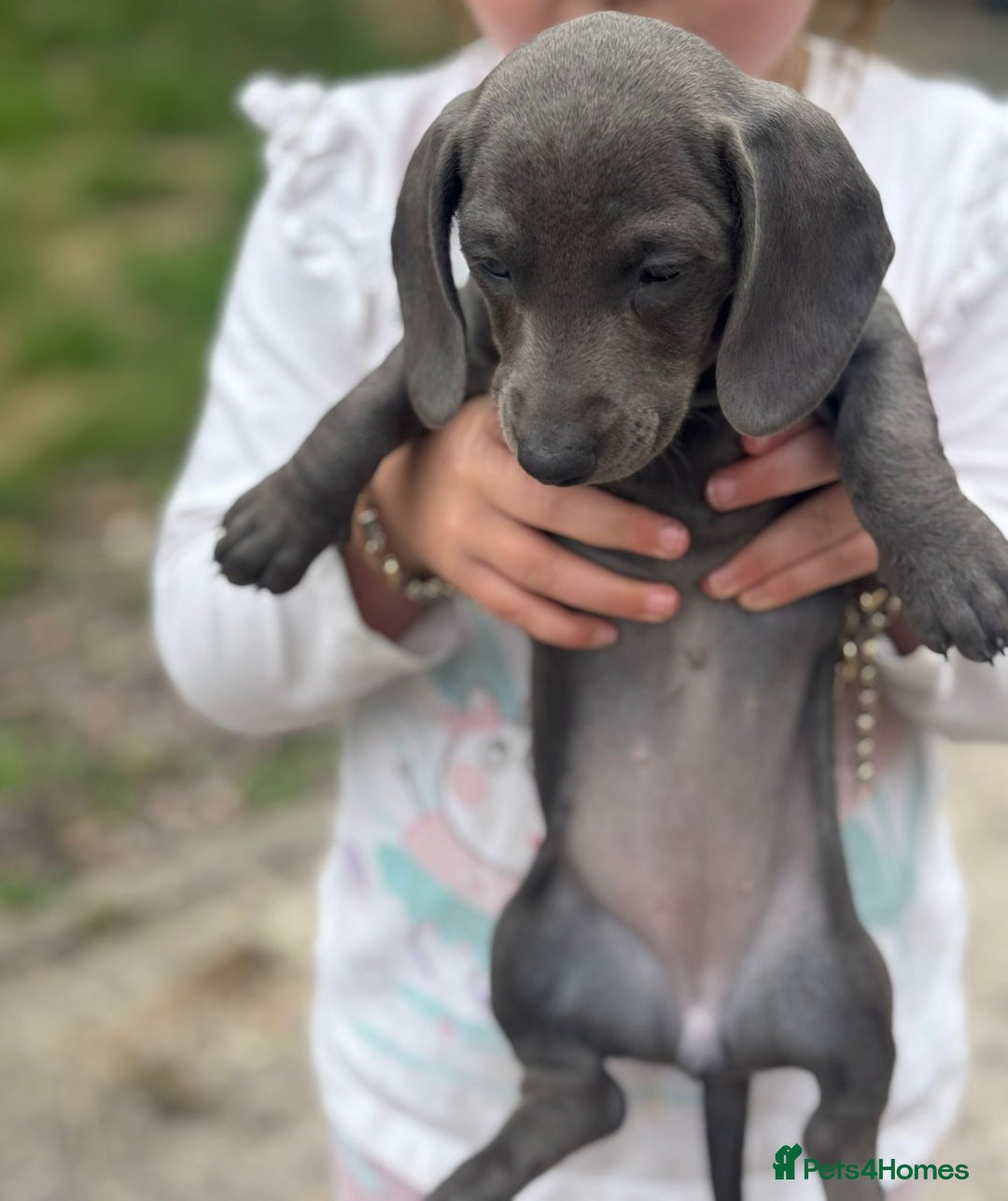 Dachshund dogs for sale: Isabella blue dachshund puppies  - Image 5
