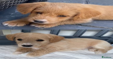 Jackapoo dogs - Advert 1