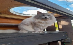 Ragdoll cats for sale: One beautiful Seal mink Ragdoll boy left - Image 6