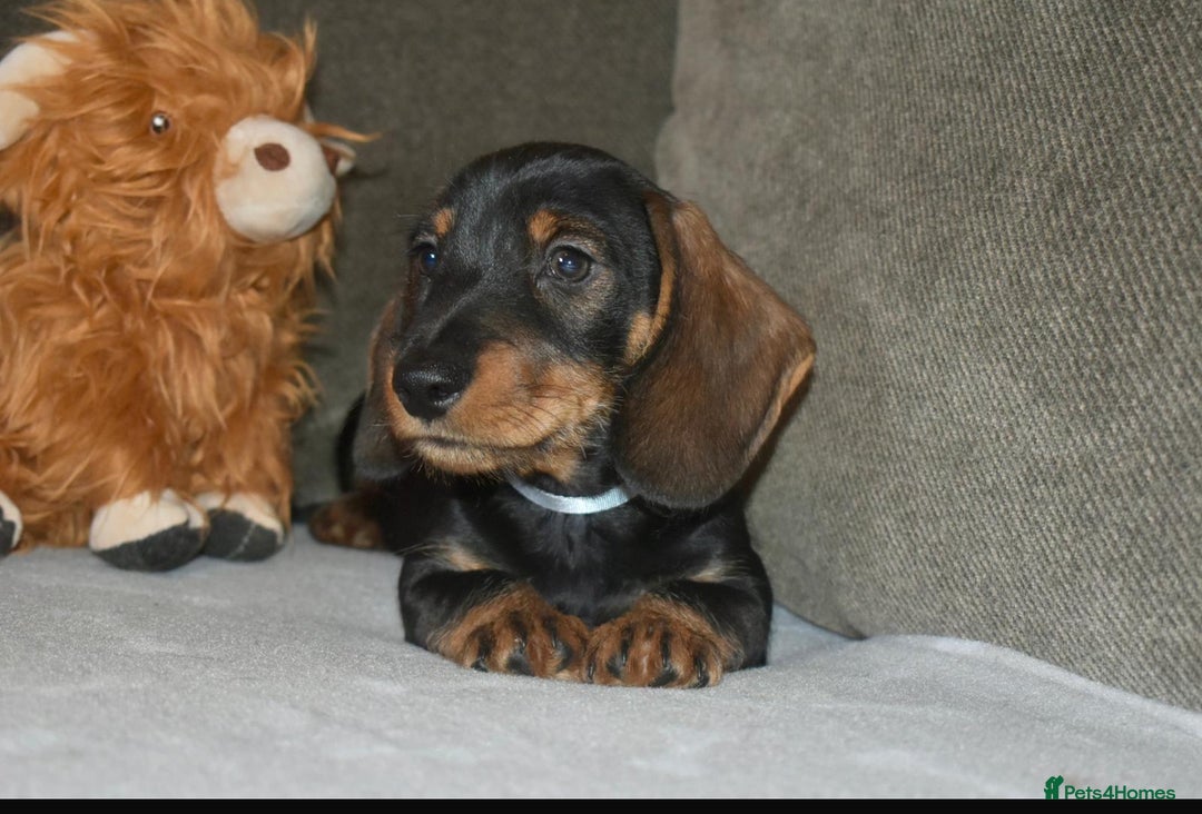 Dachshund dogs for sale: Ready now Wire haired standard x miniture puppy’s  - Advert 8