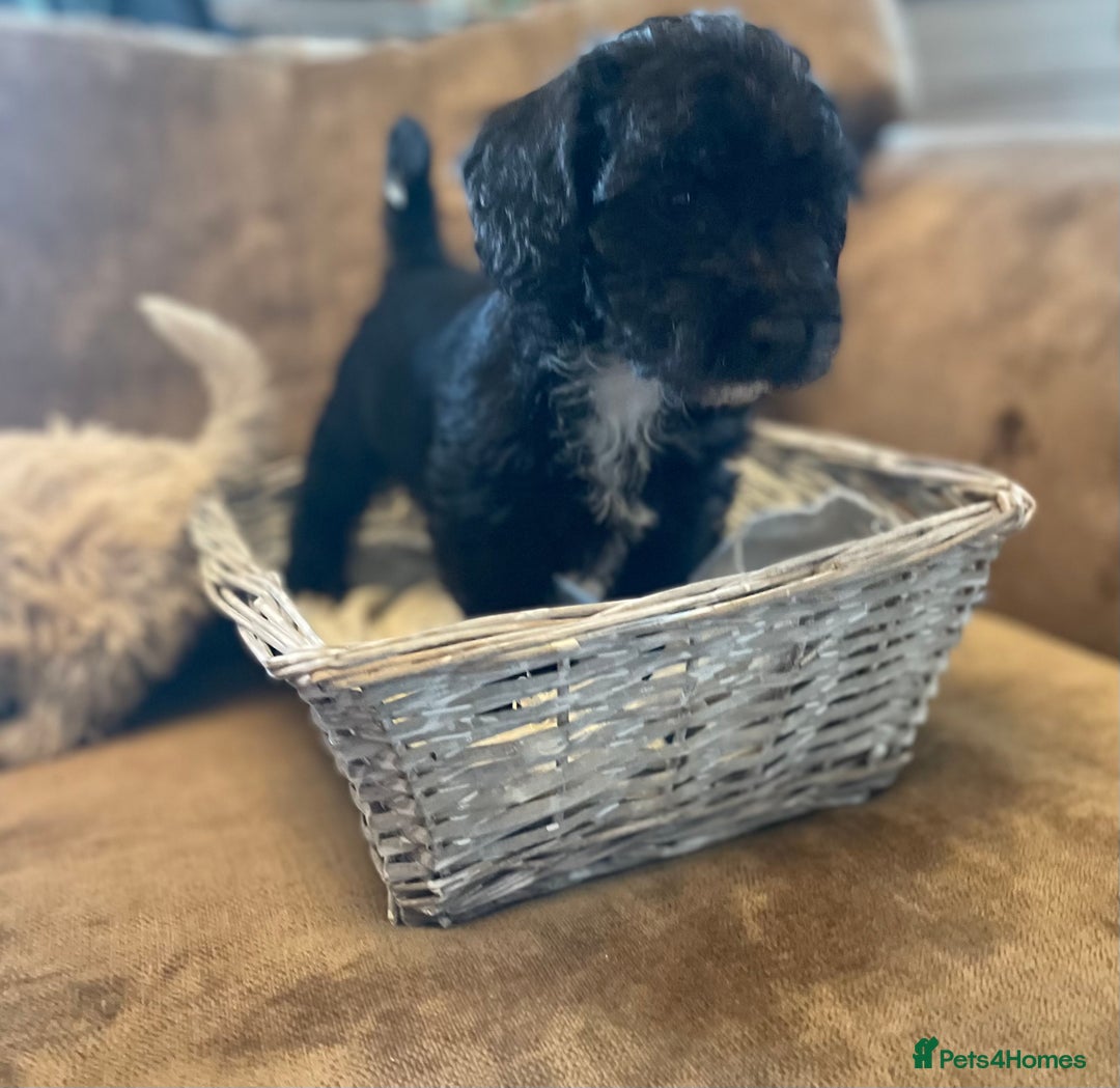 Jackapoo dogs for sale: Gorgeous fluffy Jackapoo puppies!  - Image 4