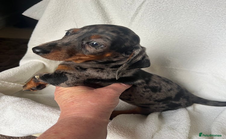 Dachshund dogs - Advert 3