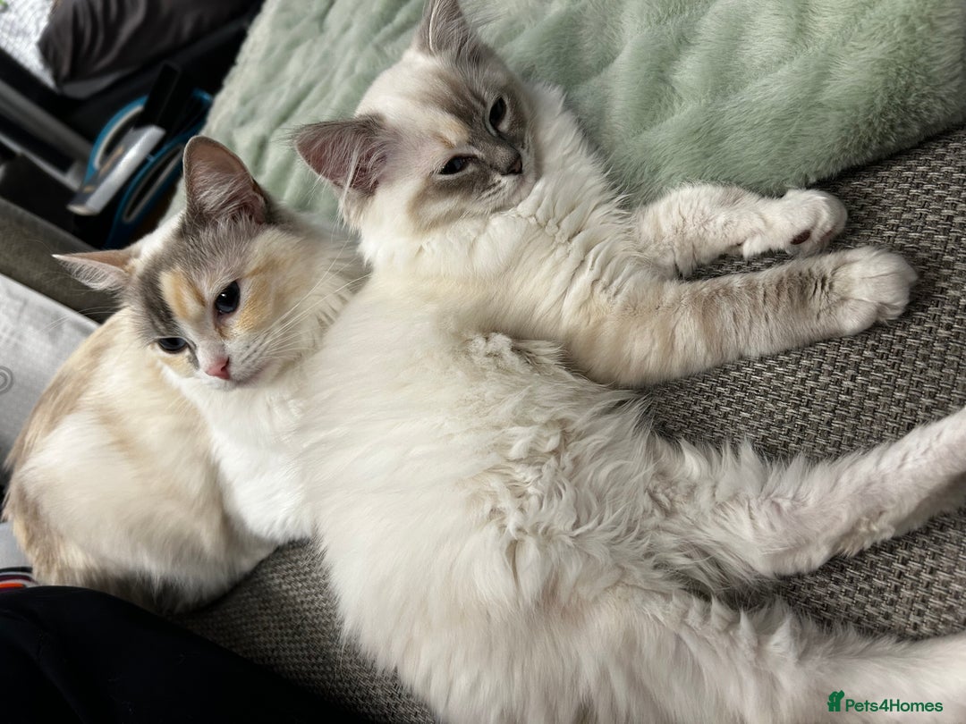 Ragdoll cats for sale: Beautiful Ragdoll Kittens  - Image 10