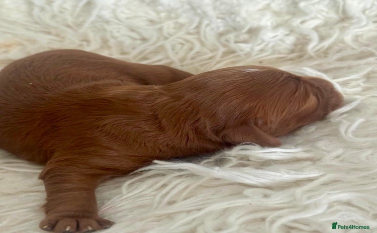 Cavapoo dogs - Advert 3
