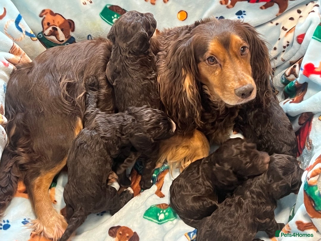 Cockapoo dogs for sale: Exceptional F1 Cockapoo puppies  - Advert 6