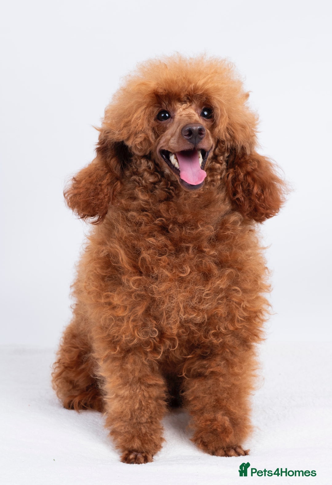 Toy Poodle dogs for stud: KC REG DEEP FOX RED HEALTH TESTED POODLE STUD  in Hoddesdon - Advert 2