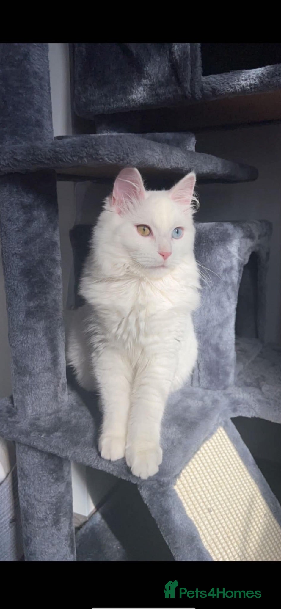 Turkish Angora cats Turkish angora - Advert 7