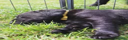 Labrador Retriever dogs for sale: KC Labrador - Traditional working  - Advert 11