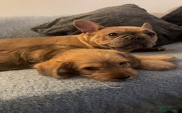 Mixed Breed dogs for sale: Beautiful Little Frocker female ready now  - Advert 8