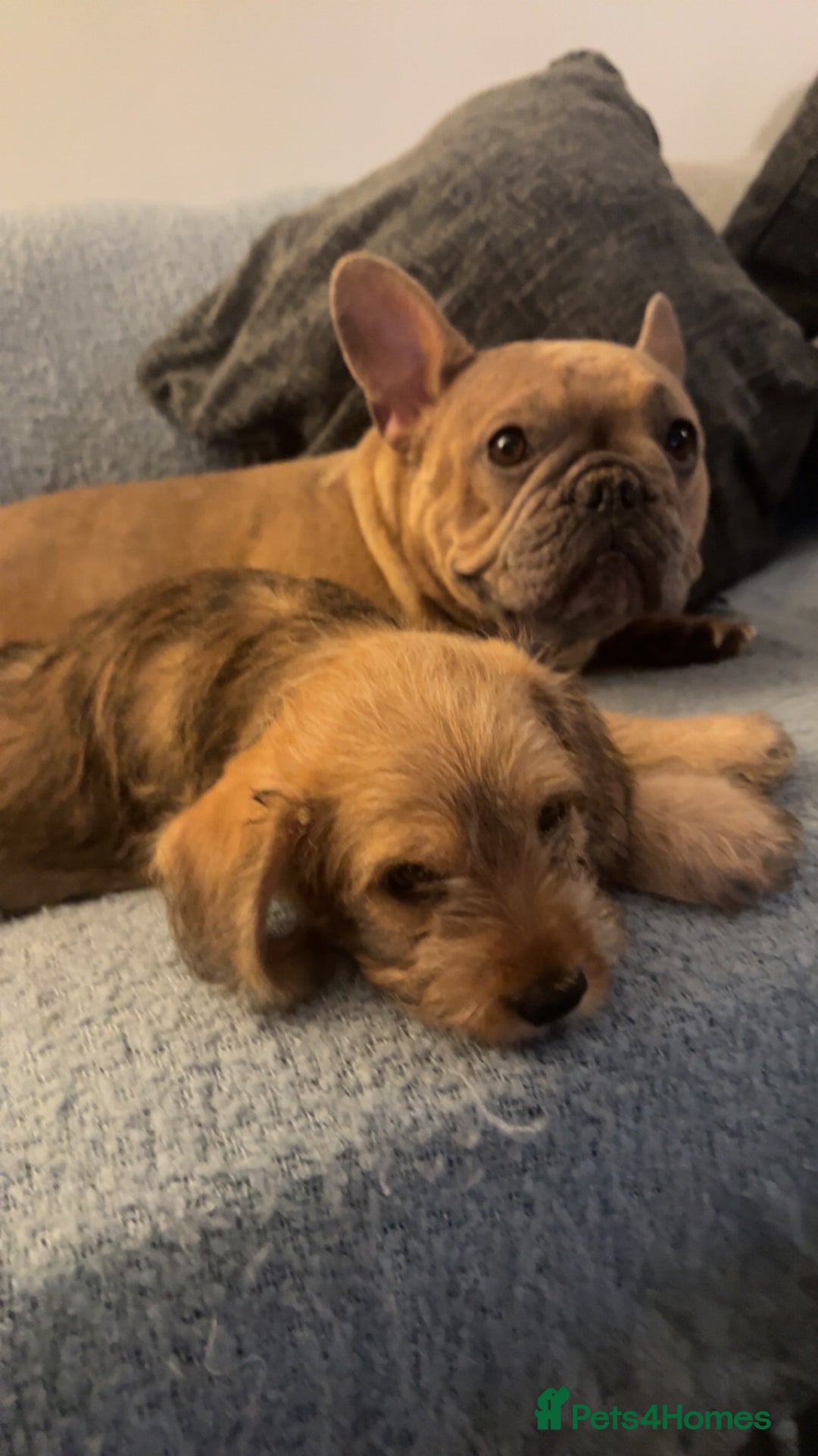 Mixed Breed dogs for sale: Beautiful Little Frocker female ready now  - Advert 8