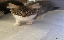Siamese cats for sale: Chelsea ❤️kitten  in Loughborough - Image 3