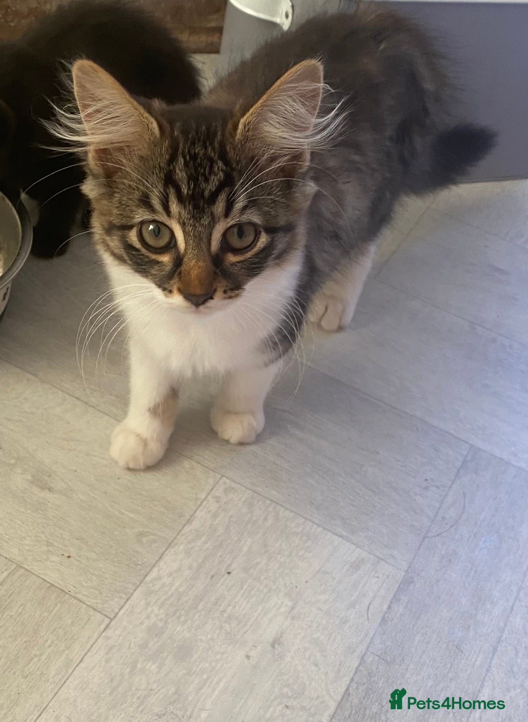 Siamese cats for sale: Chelsea ❤️kitten  in Loughborough - Image 3