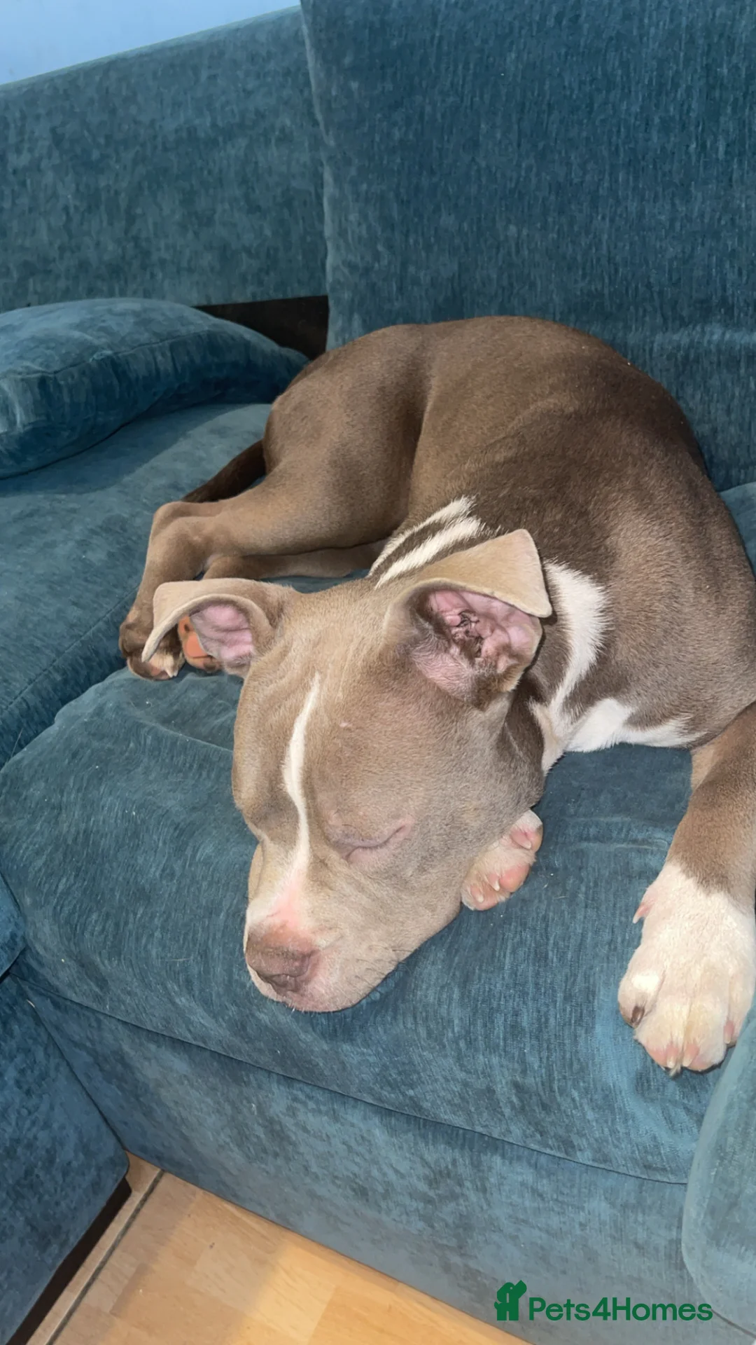 American Bully dogs for sale: Pocket bully - Advert 2