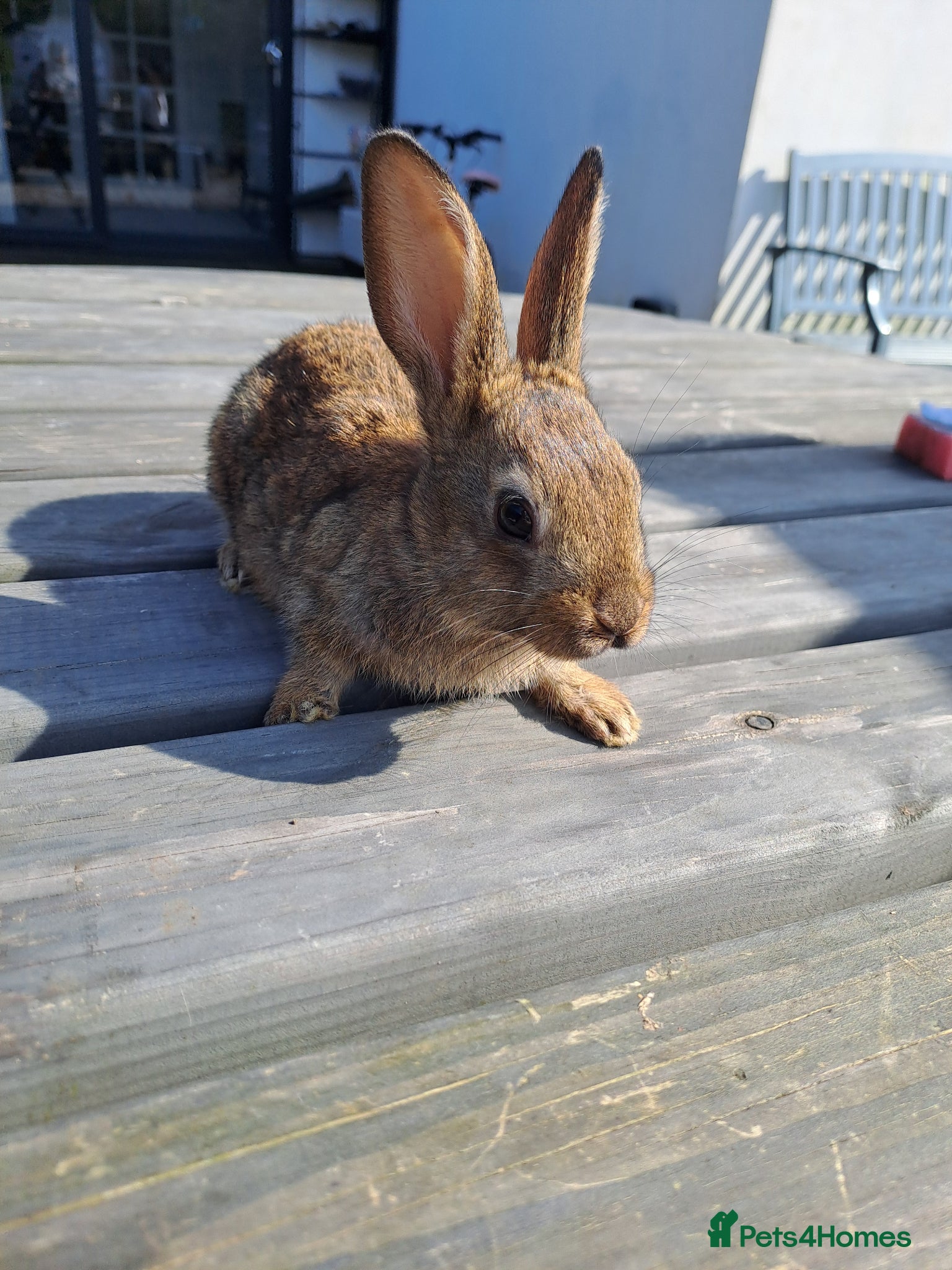 English Lop rabbits Belgian Hare / English  - Advert 2