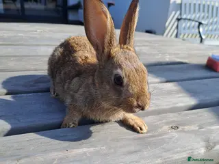 English Lop rabbits Belgian Hare / English - Advert 2