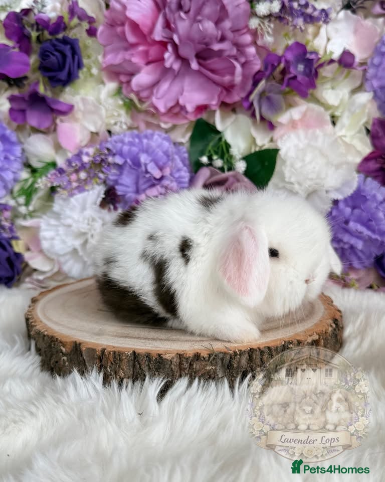 Mini Lop rabbits 🪻Purebred Friendly Mini Lops🪻xxx in Plymouth - Advert 1
