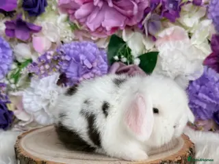 Mini Lop rabbits 🪻Purebred Friendly Mini Lops🪻xxx in Plymouth - Advert 1