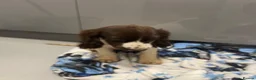 Cocker Spaniel dogs for sale:  Beautiful cocker spaniels  - Advert 8