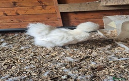 Chickens poultry for sale: Bearded silkies for sale - Image 4