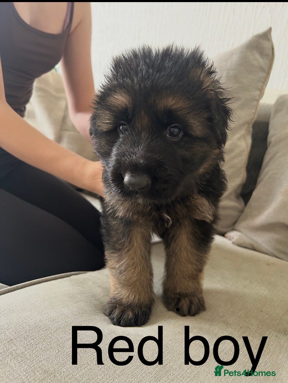 German Shepherd dogs  KC REGISTERED LONG-COAT GERMAN SHEPHERDS  - Advert 2